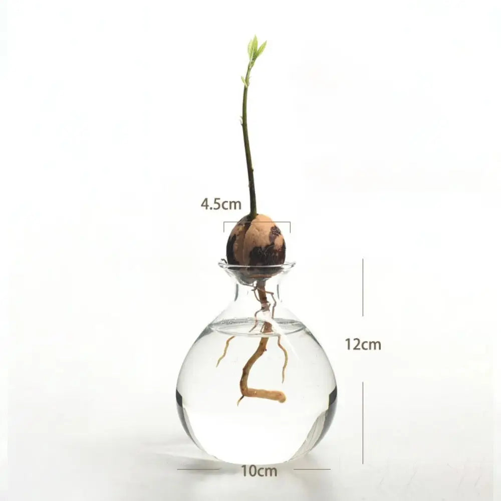avocado seed starter glass vase, small, reference photo