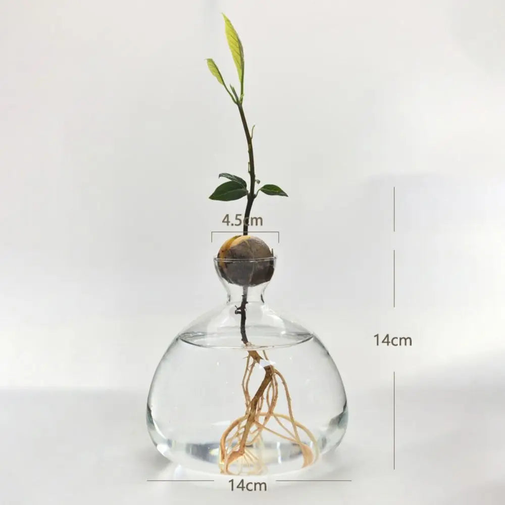 avocado seed starter glass vase, large, reference photo